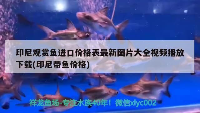 印尼觀賞魚進口價格表最新圖片大全視頻播放下載(印尼帶魚價格)（印尼觀賞魚價格表）