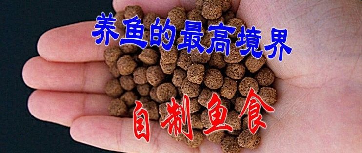 如何制作龍魚的自制飼料