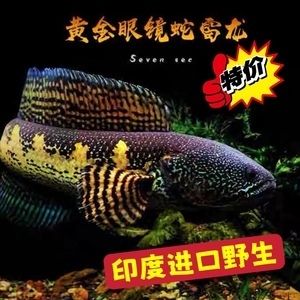 紅龍魚值多少錢一只圖片