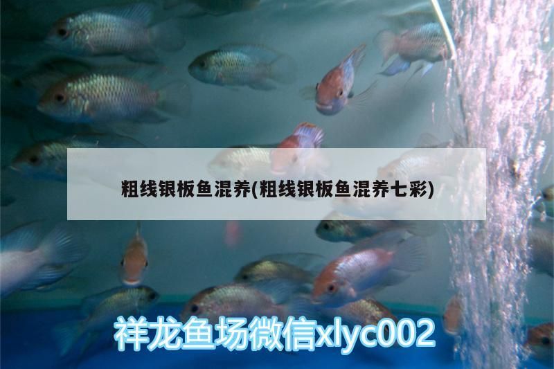 粗線銀板魚混養(粗線銀板魚混養七彩)