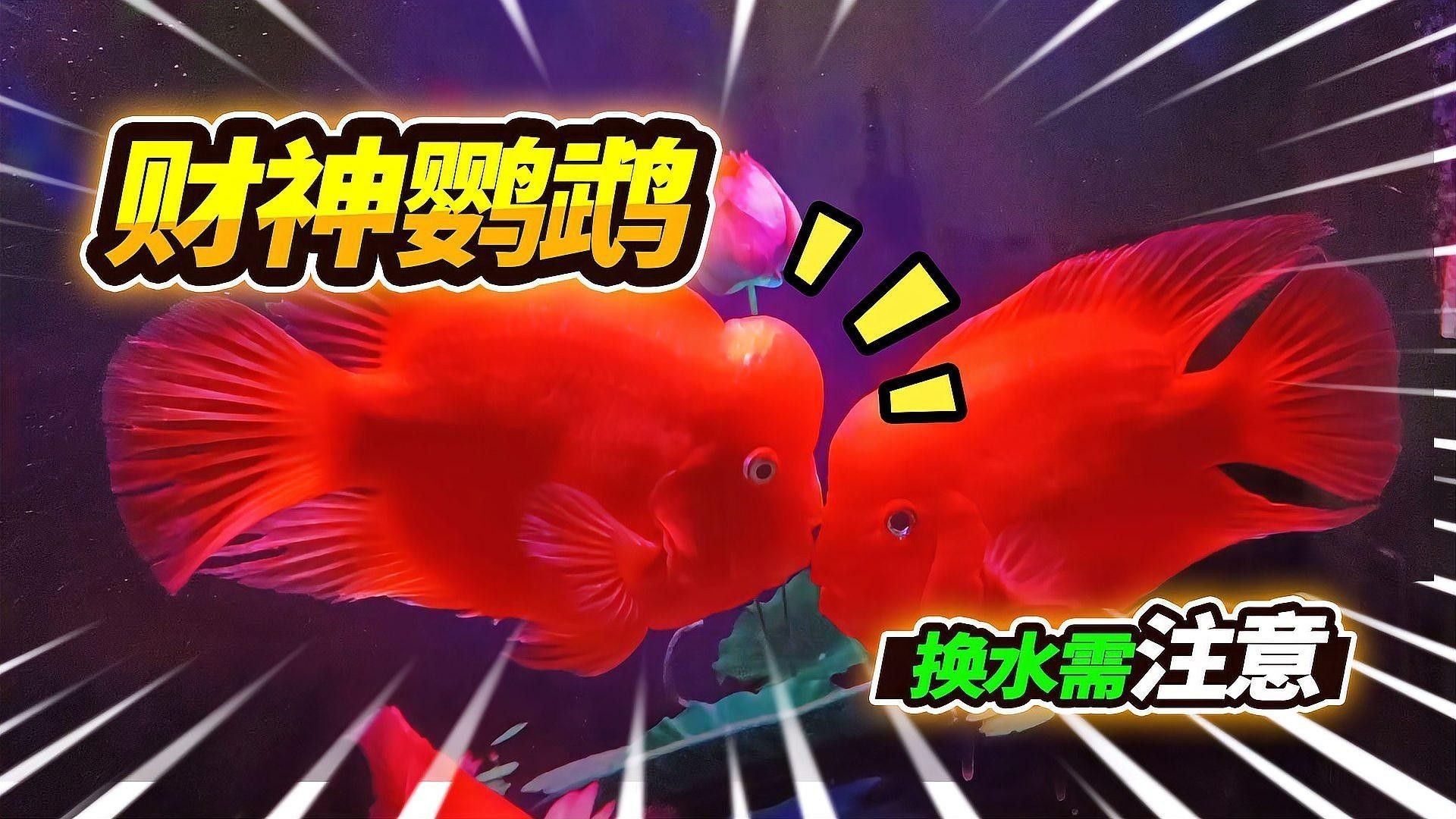 金龍魚和財(cái)神魚混養(yǎng)需要注意什么