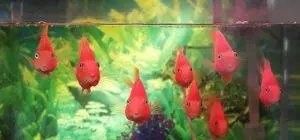 金龍魚和財(cái)神魚混養(yǎng)需要注意什么