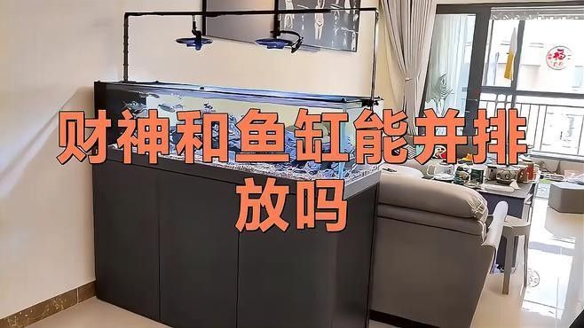金龍魚和財(cái)神魚混養(yǎng)需要注意什么