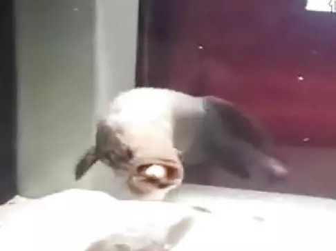 龍魚之巔有視頻教程嗎？