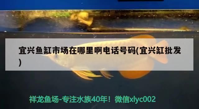 宜春龍魚專賣店：宜春哪里有觀賞魚批發市場