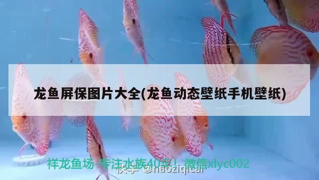 龍魚屏保圖片大全(龍魚動(dòng)態(tài)壁紙手機(jī)壁紙)