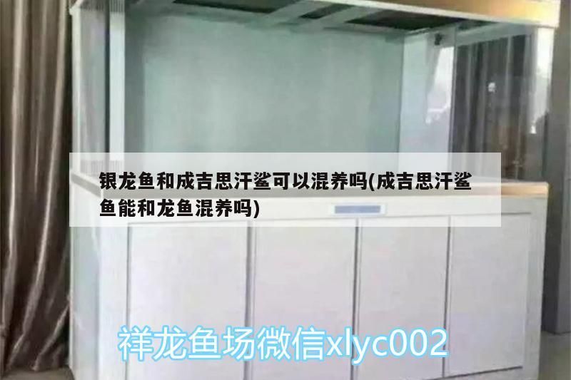 銀龍魚和成吉思汗鯊可以混養嗎(成吉思汗鯊魚能和龍魚混養嗎)