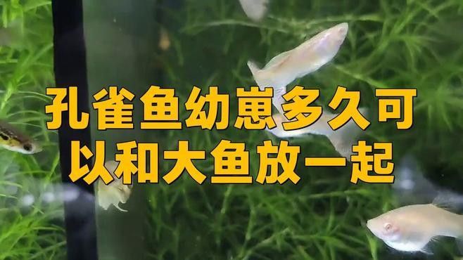 混養多久后風險會降低？