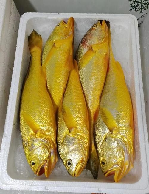寧波龍魚市場的價格如何