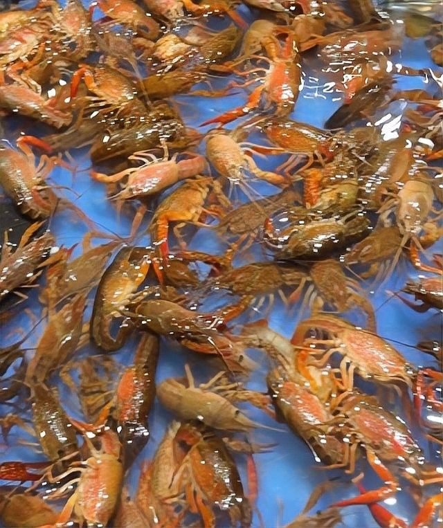 寧波龍魚市場的價格如何