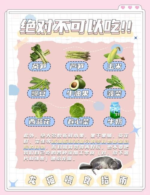 如何預防龍貓便秘
