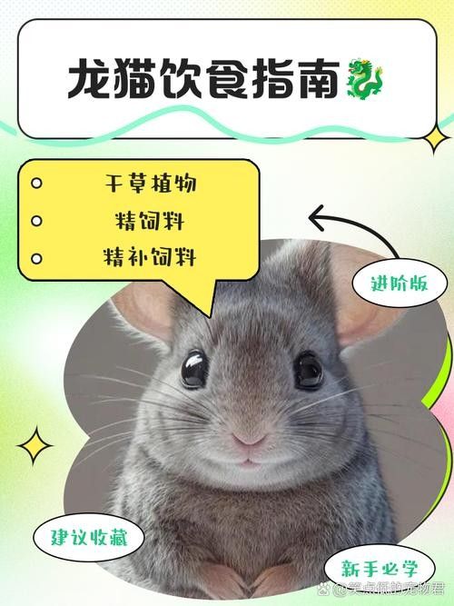 如何預防龍貓便秘