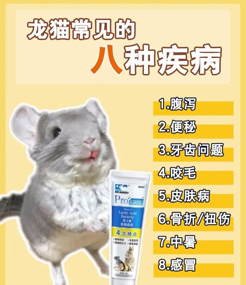 如何預防龍貓便秘
