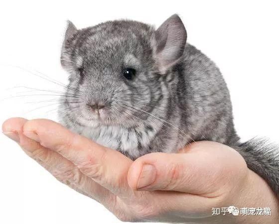 如何預防龍貓便秘
