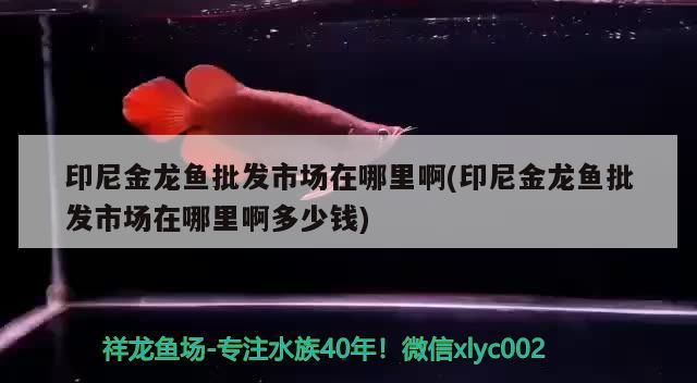 印尼金龍魚批發市場在哪里啊(印尼金龍魚批發市場在哪里啊多少錢)