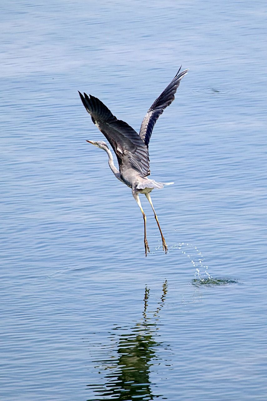 十間魚為什么沒人養(yǎng)（十間魚養(yǎng)幾條不打架） 十間魚為什么沒人養(yǎng)（十間魚養(yǎng)幾條不打架） 觀賞魚百科 第3張
