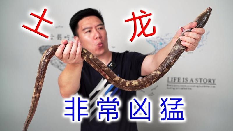 汕頭杜龍魚有哪些烹飪方法（杜龍魚的烹飪方法） 汕頭杜龍魚有哪些烹飪方法（杜龍魚的烹飪方法） 龍魚百科 第6張