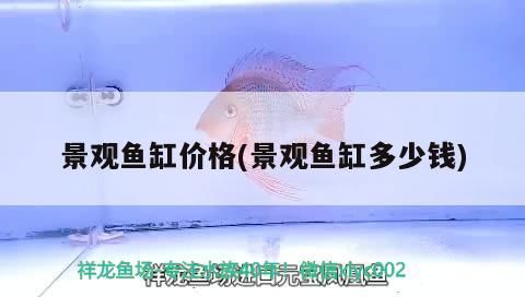 巴中龍魚哪里在買到好的魚，巴中龍魚哪里買到好的魚，巴中龍魚哪里在買到好的魚