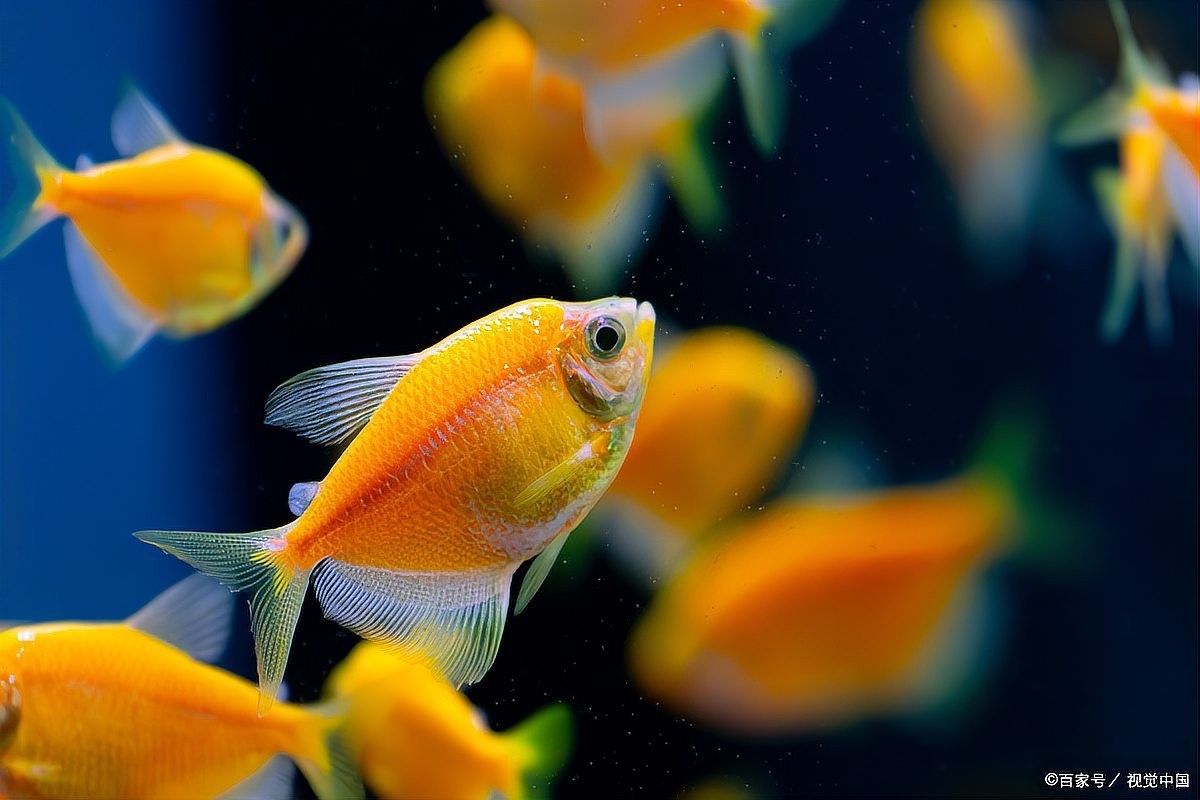 如何判斷龍魚是否饑餓