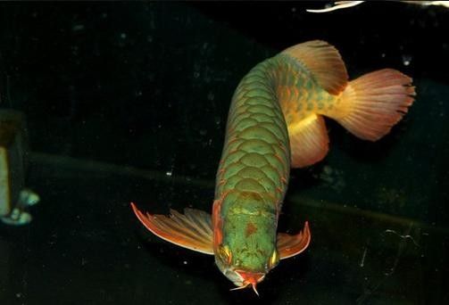 青綠底金龍魚有哪些知名品種（金龍魚品種有哪些地生獨2f）