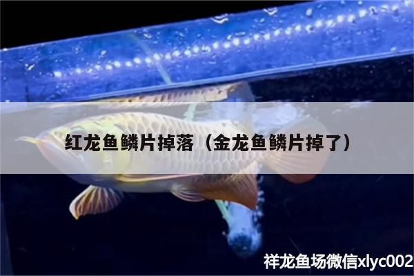 紅龍魚鱗片掉落（金龍魚鱗片掉了） 紅龍魚鱗片掉落（金龍魚鱗片掉了） 觀賞魚百科