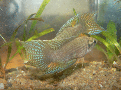觀賞魚多少錢（觀賞魚的價格與養護技巧）