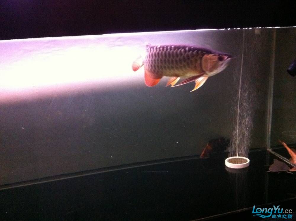 到家9個月的寶石請大家評評大慶魚友請多交流呵呵