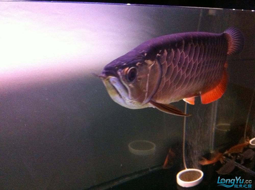 到家9個月的寶石請大家評評大慶魚友請多交流呵呵