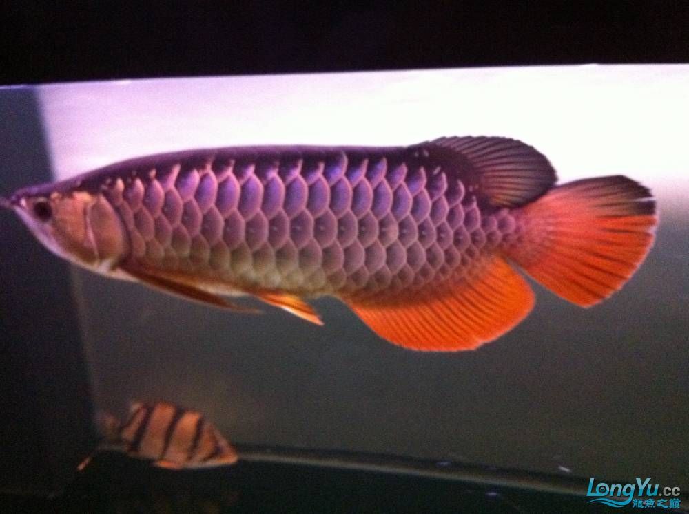 到家9個月的寶石請大家評評大慶魚友請多交流呵呵