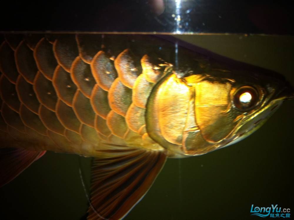 到家9個月的寶石請大家評評大慶魚友請多交流呵呵