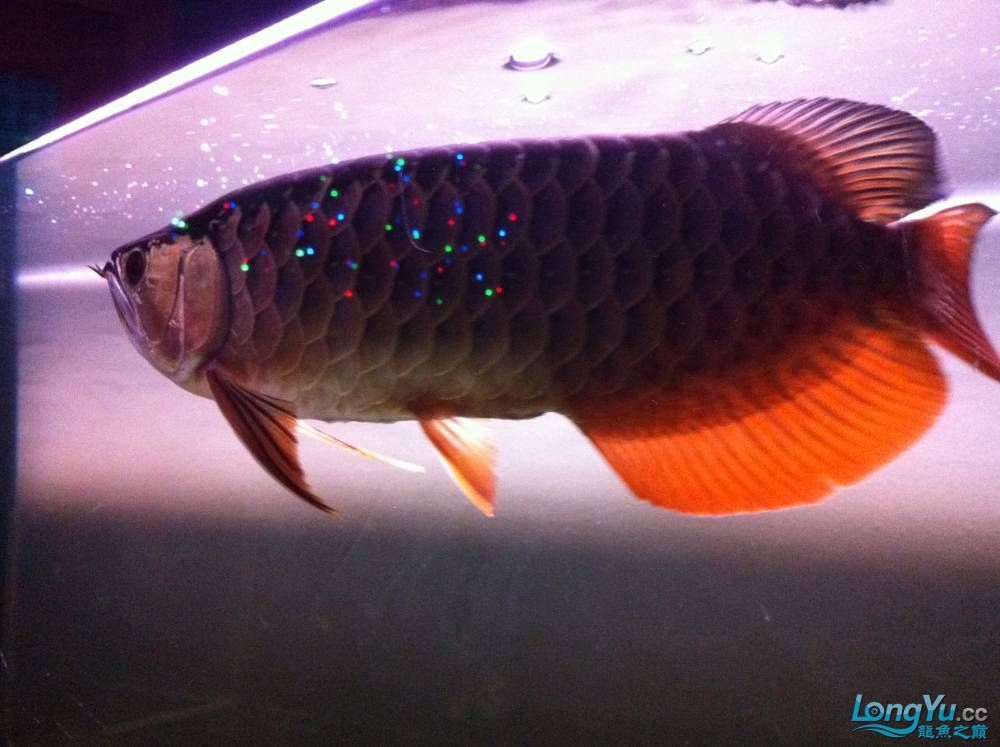 到家9個月的寶石請大家評評大慶魚友請多交流呵呵