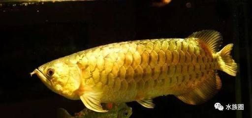 高背金龍魚與紅尾金龍魚區別，高背金龍魚和紅尾金龍魚在外形、顏色等方面有一定的區別