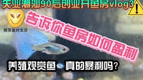 觀賞魚養什么魚賺錢多（觀賞魚養殖技術提升觀賞魚市場價值，觀賞魚養殖技術的影響）