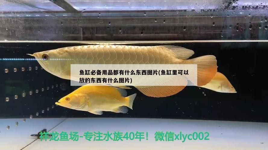 龍魚水族箱需要哪些配件（觀賞魚龍魚水族箱配件選擇北嶺隱桃照小李子展開）