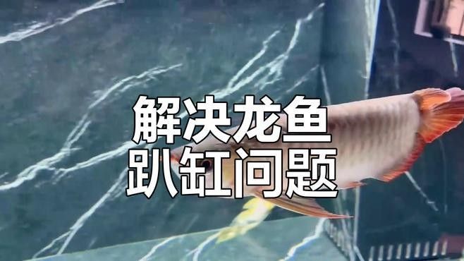 龍魚水族箱需要哪些配件（觀賞魚龍魚水族箱配件選擇北嶺隱桃照小李子展開）