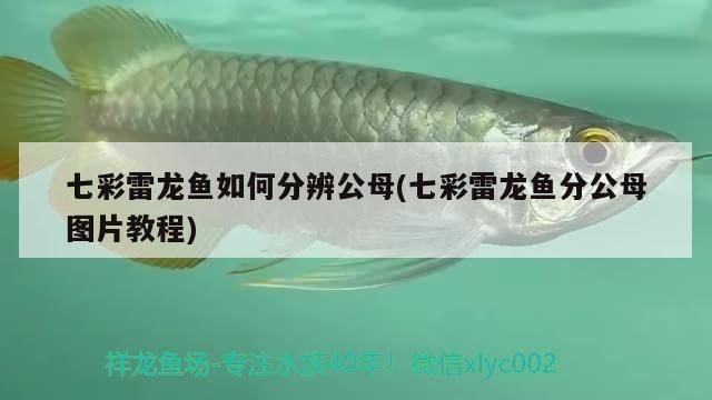 七彩雷龍魚如何分辨公母(七彩雷龍魚分公母圖片教程)