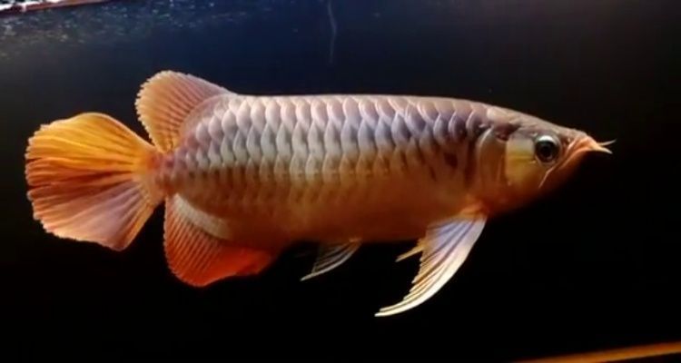 銀龍魚剛入缸需要開燈嗎（銀龍魚剛入缸是否需要開燈）
