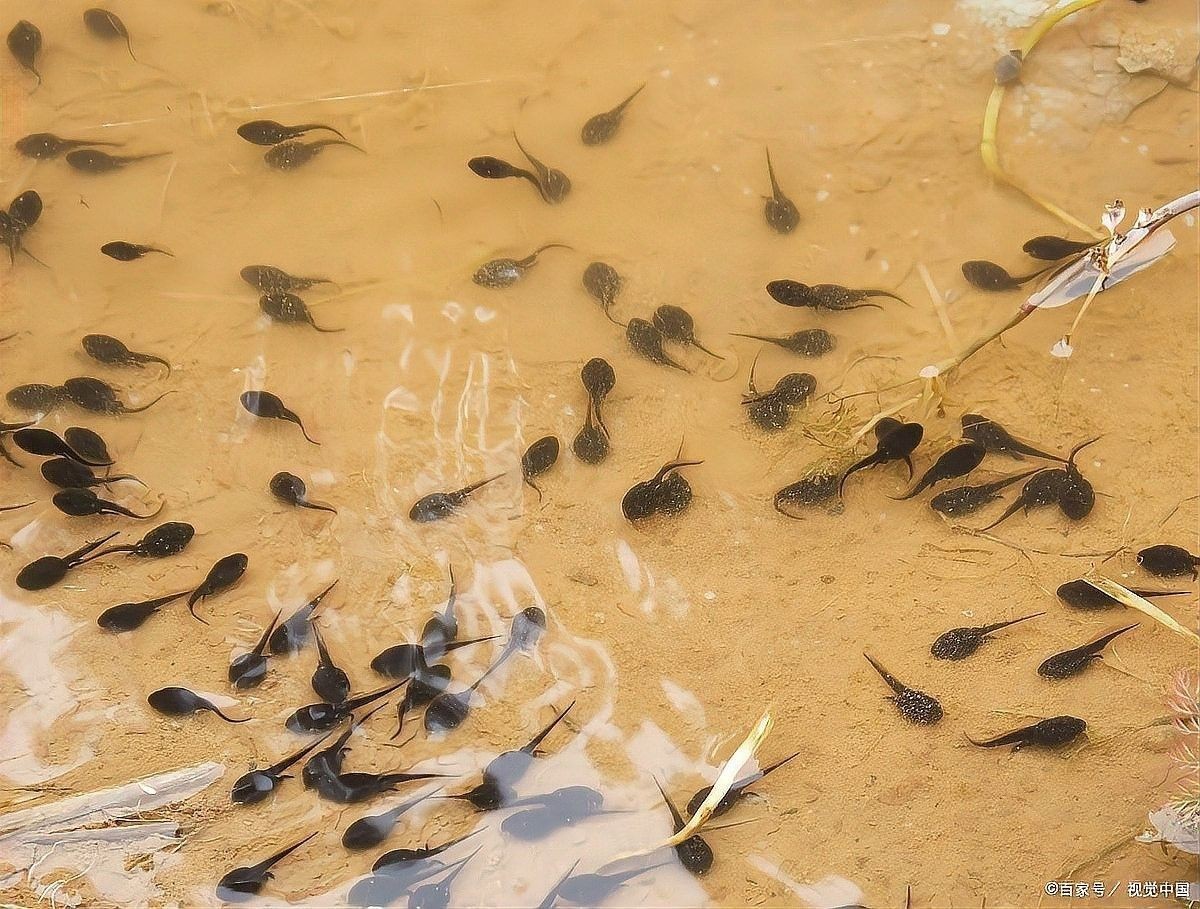 如何安全地給金龍魚投喂小蝌蚪（金龍魚飼養全攻略）