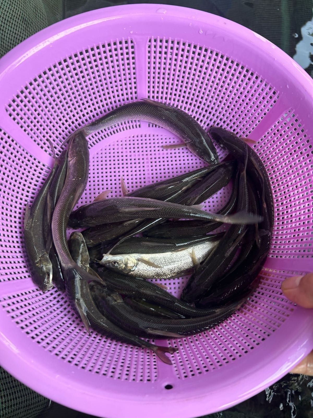 重慶永川魚苗（永川魚苗的養(yǎng)殖技術(shù)）