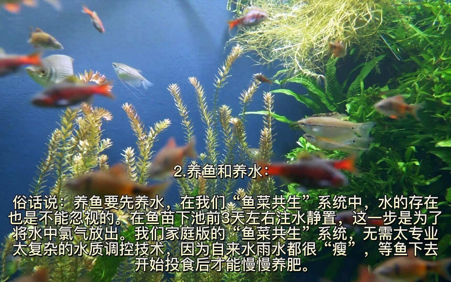 重慶永川魚苗（永川魚苗的養(yǎng)殖技術(shù)）