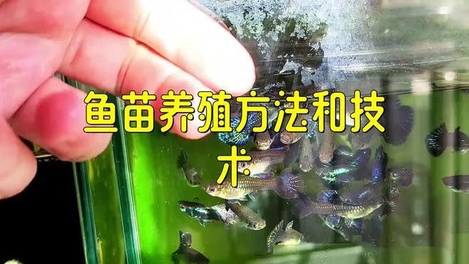 重慶永川魚苗（永川魚苗的養(yǎng)殖技術(shù)）