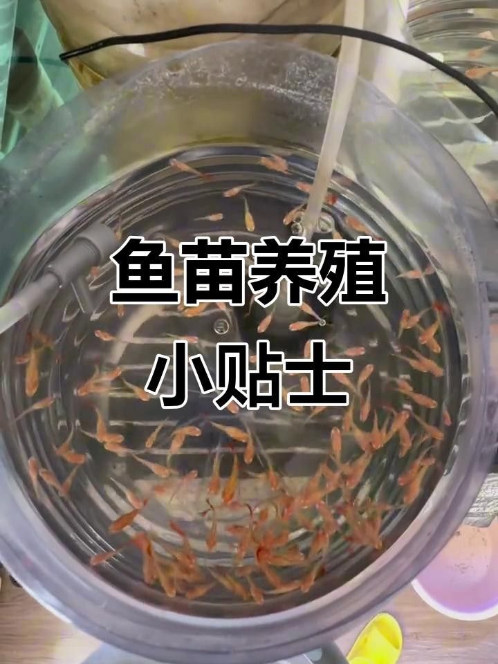 重慶永川魚苗（永川魚苗的養(yǎng)殖技術(shù)）