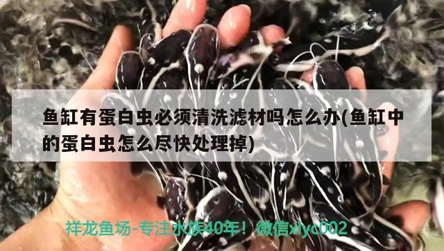 魚缸有蛋白蟲必須清洗濾材嗎怎么辦(魚缸中的蛋白蟲怎么盡快處理掉)