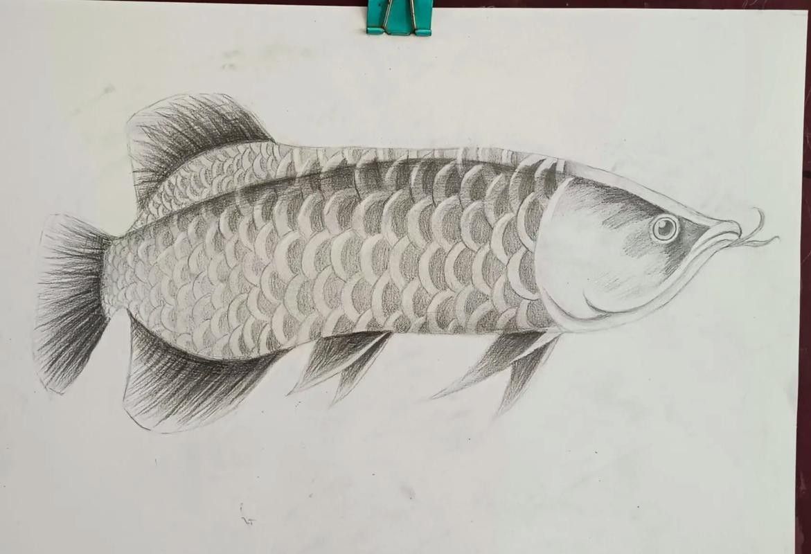 金龍魚素描作品欣賞（金龍魚素描作品欣賞：金龍魚素描作品欣賞，揭示其藝術(shù)魅力和文化價值）