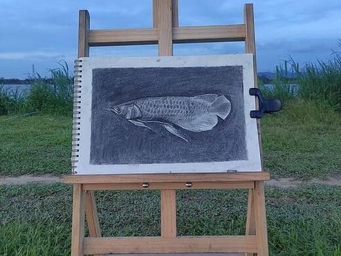 金龍魚素描作品欣賞（金龍魚素描作品欣賞：金龍魚素描作品欣賞，揭示其藝術(shù)魅力和文化價值）