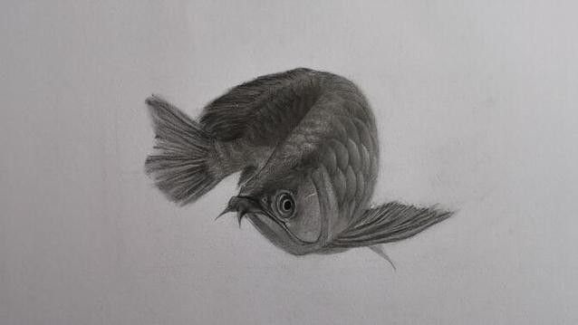 金龍魚素描作品欣賞（金龍魚素描作品欣賞：金龍魚素描作品欣賞，揭示其藝術(shù)魅力和文化價值）