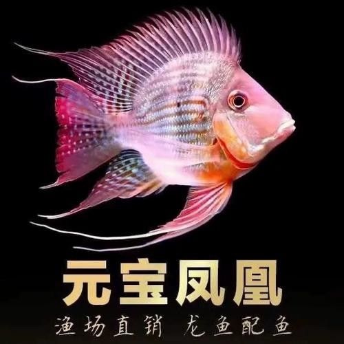 紅龍魚混養(yǎng)的最佳伙伴有哪些（龍魚混養(yǎng)的最佳伙伴）