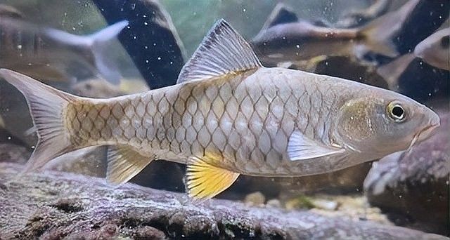 紅龍魚排便異常有哪些常見癥狀？（紅龍魚排便異常會自愈嗎）