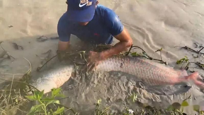 金龍魚張大嘴會死嗎？（金龍魚張大嘴會死亡嗎金龍魚張大嘴會自愈嗎）
