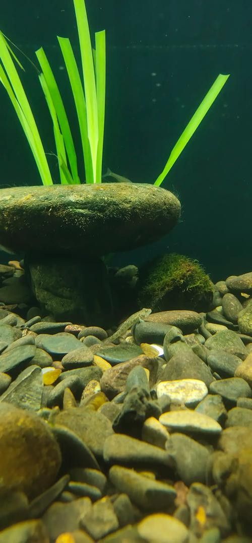 龍魚缸造景圖片欣賞（龍魚缸造景圖片及設計靈感）